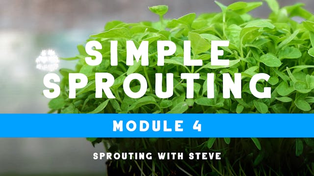 Simple Sprouting Mod 4:  LMP Day 4a