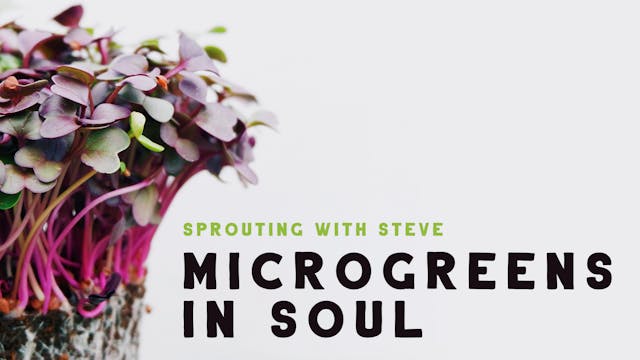Microgreens In Soil Part 5b