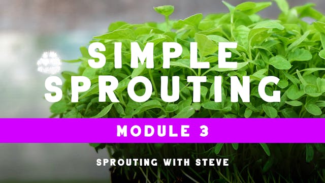 Simple Sprouting Mod 3:  Day 8