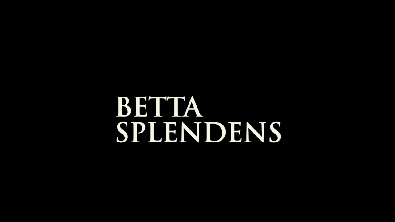 Betta Splendens