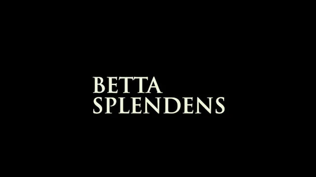 BETTA SPLENDENS