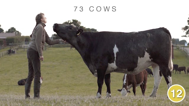 73 Cows