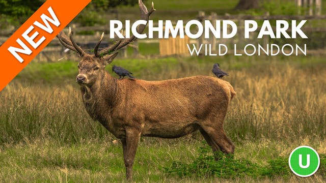 Wildlife of Richmond Park