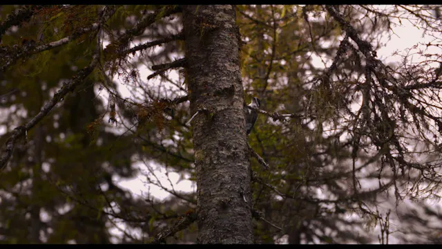 FESTIN BORÉAL - Film VOF - H264