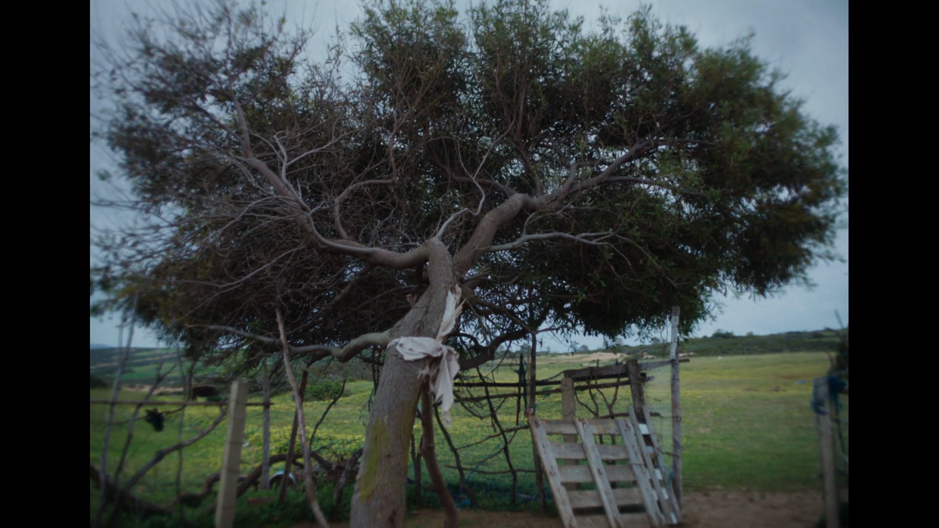 who_do_i_belong_to_(là_d'où_l'on_vient)_-_film_vostf_-_h264 (1080p)