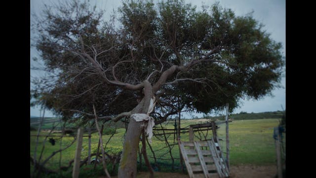 who_do_i_belong_to_(là_d'où_l'on_vi...