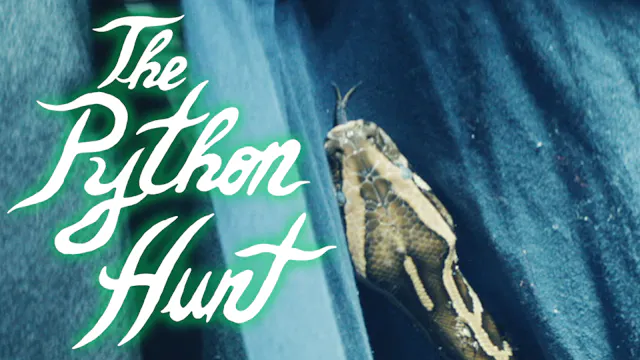 The Python Hunt