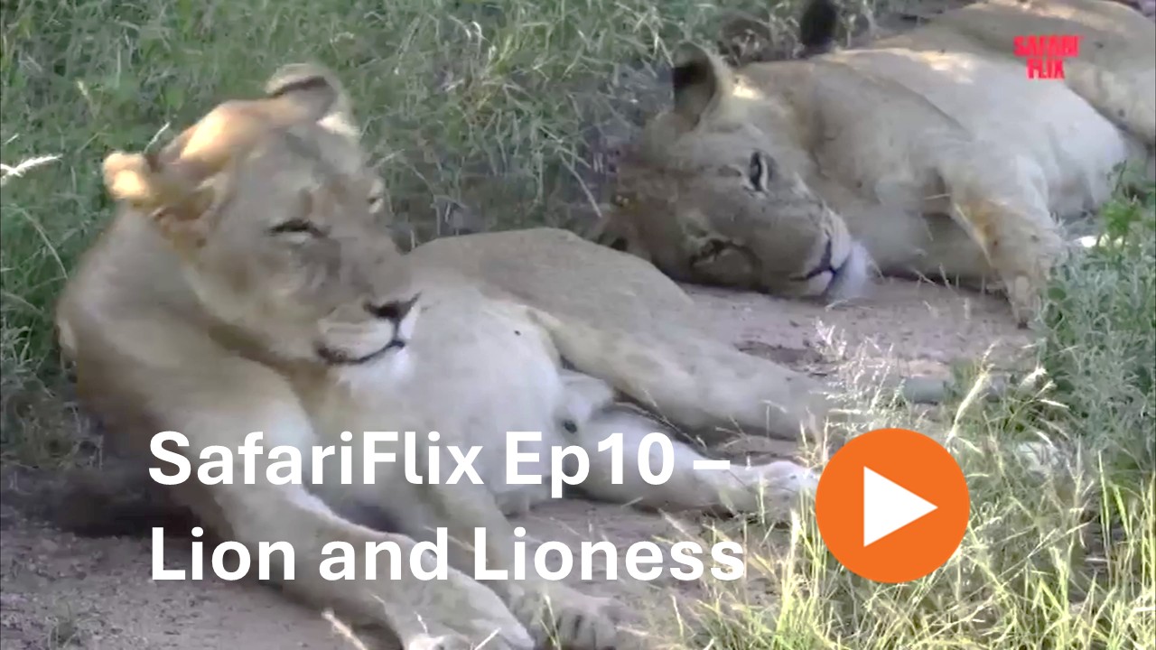 SafariFlix Ep10 - Lion and Lioness