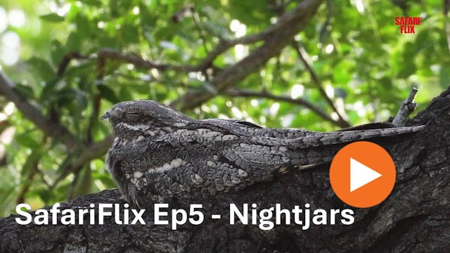 SafariFlix Ep5 - Nightjars