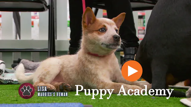 Puppy Academy season 1 - 3