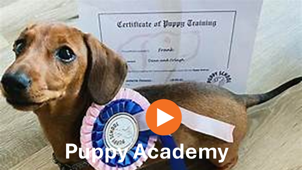 Puppy Academy season 1 - 7