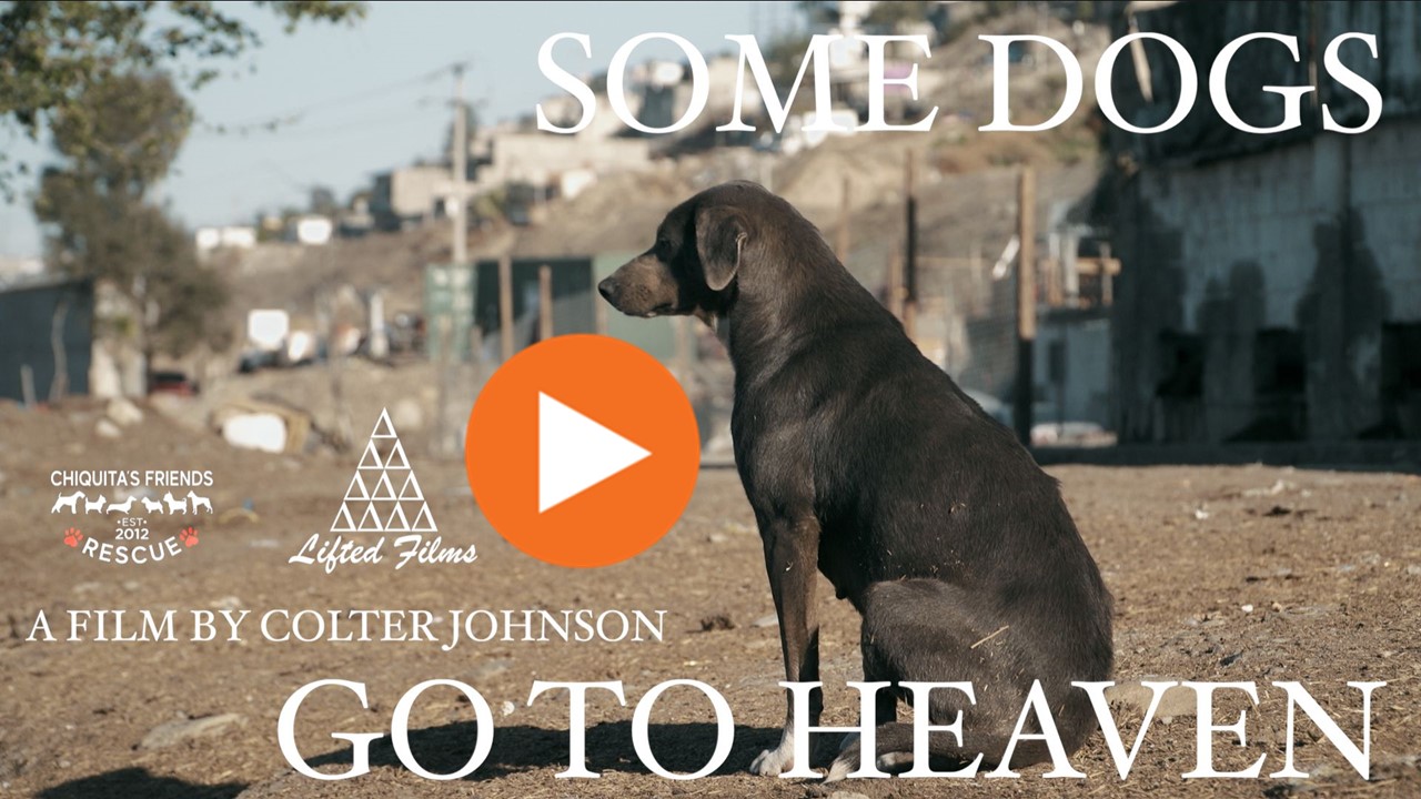 Some Dogs Go To Heaven