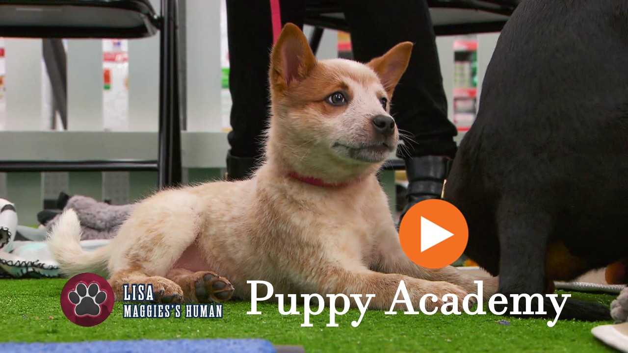 Puppy Academy