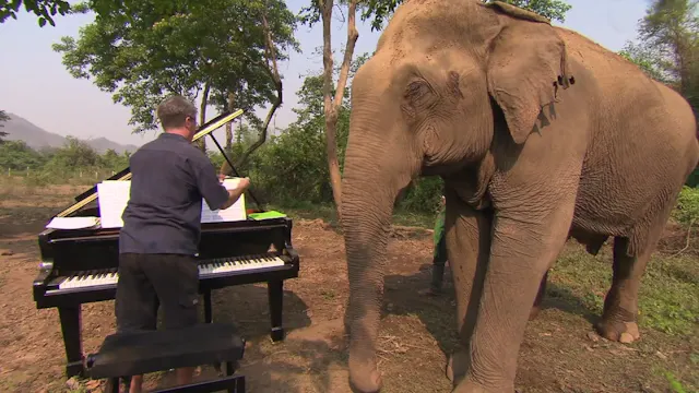 Music for Elephant Trailer