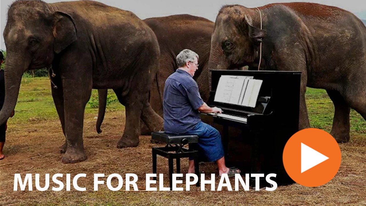 Music For Elephants