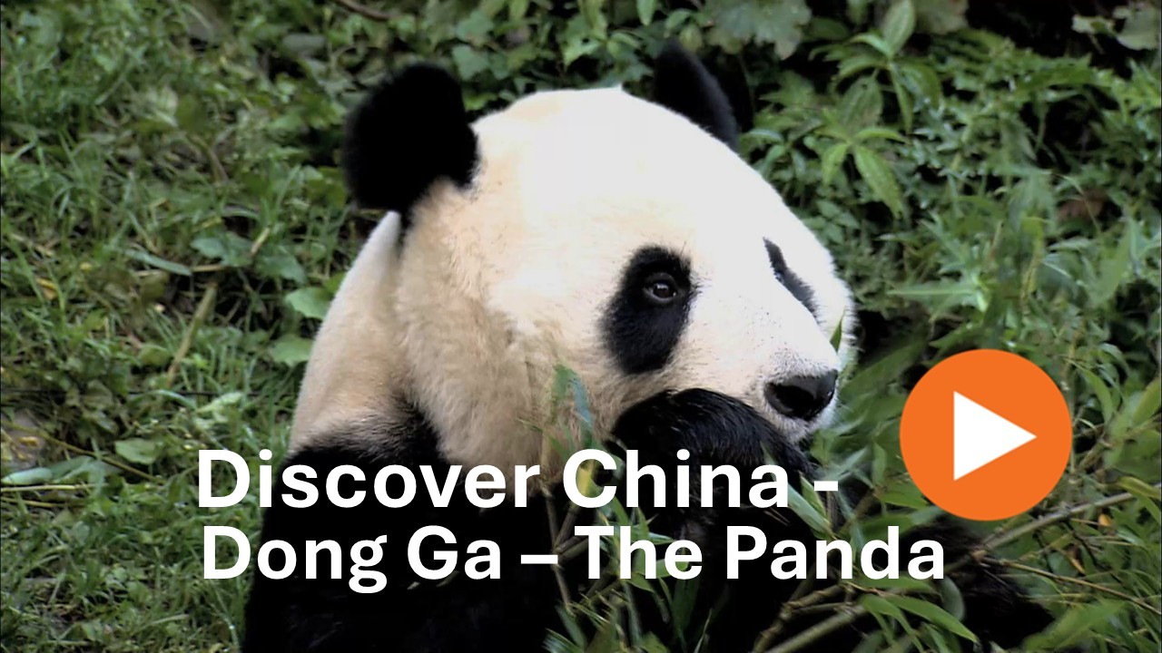 Discover China - Dong Ga The Panda