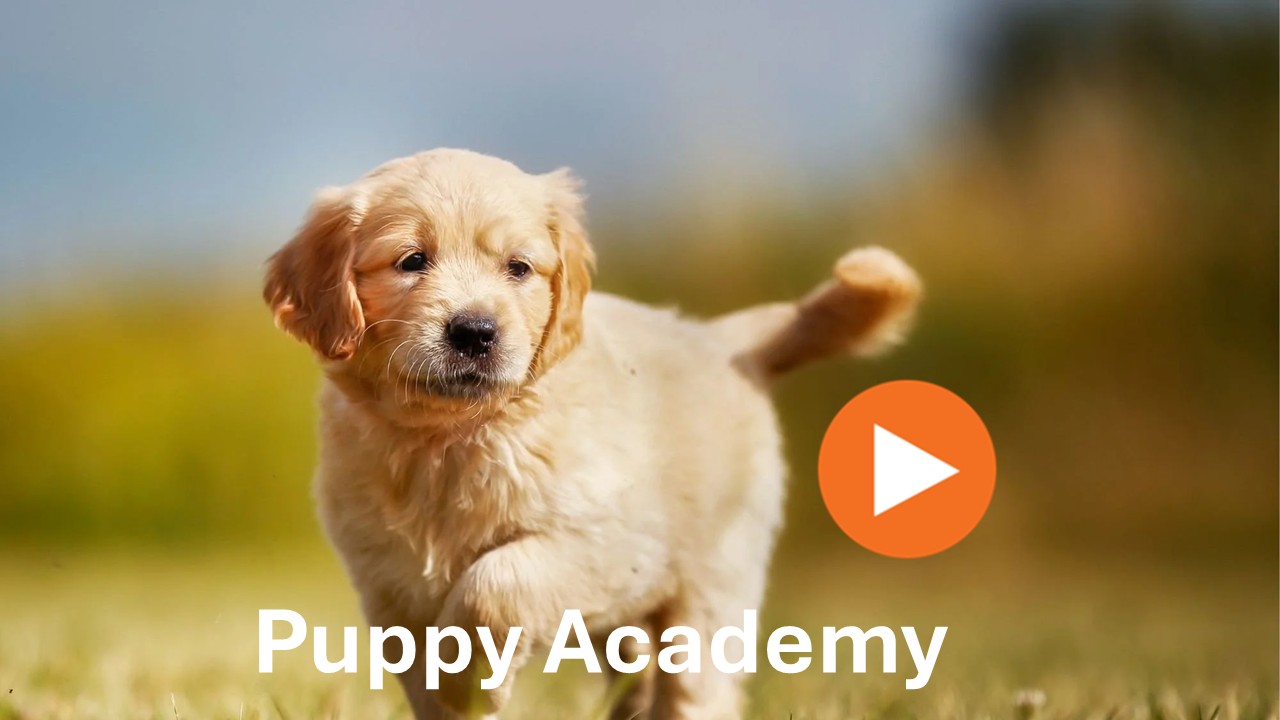 Puppy Academy season 1 - 8