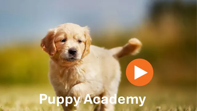 Puppy Academy season 1 - 8