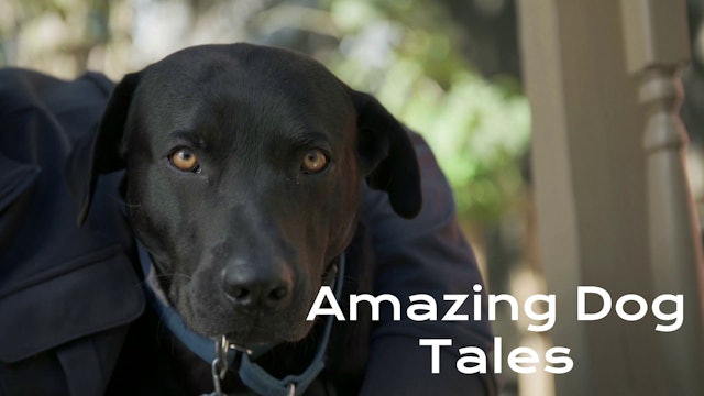 Amazing Dog Tales - Safety Dogs