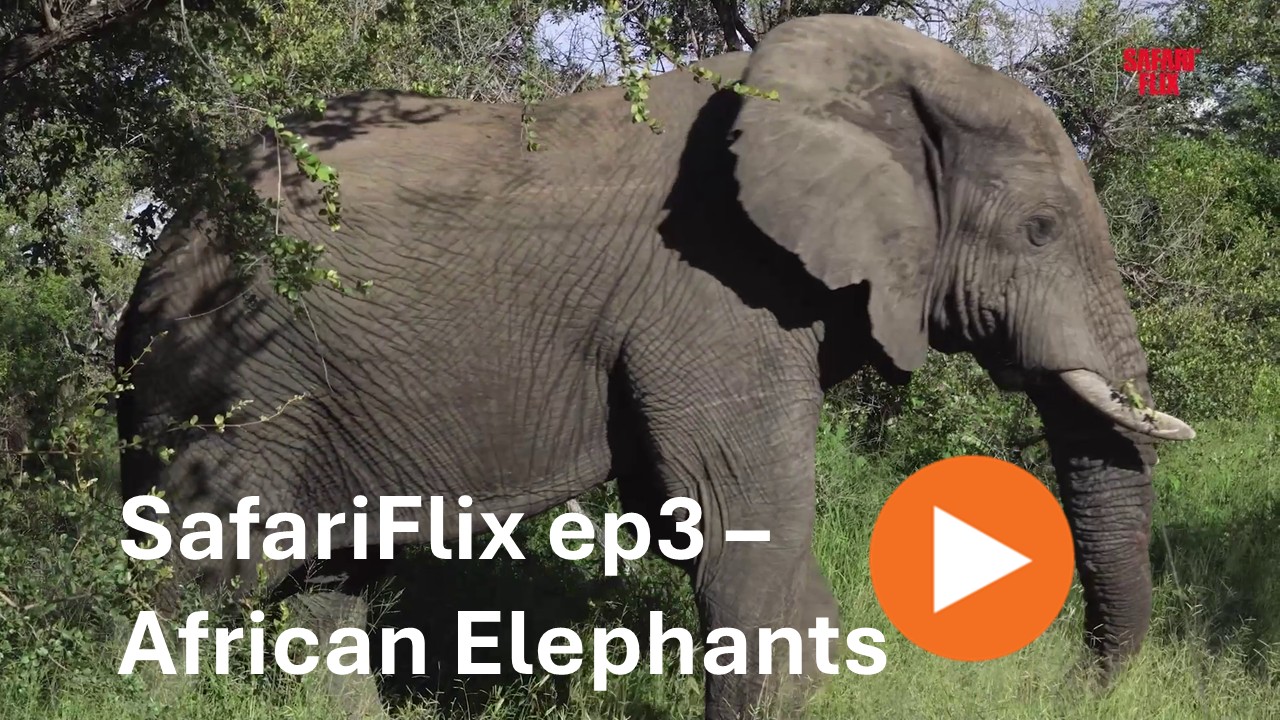 SafariFlix Ep 3 - African Elephant