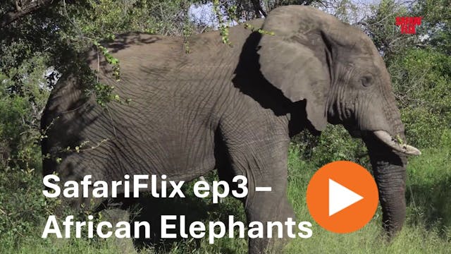SafariFlix Ep 3 - African Elephant