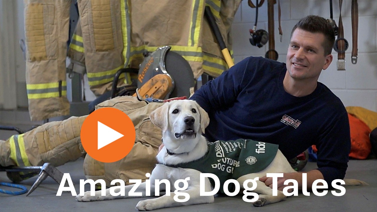 Amazing Dog Tales series Trailer