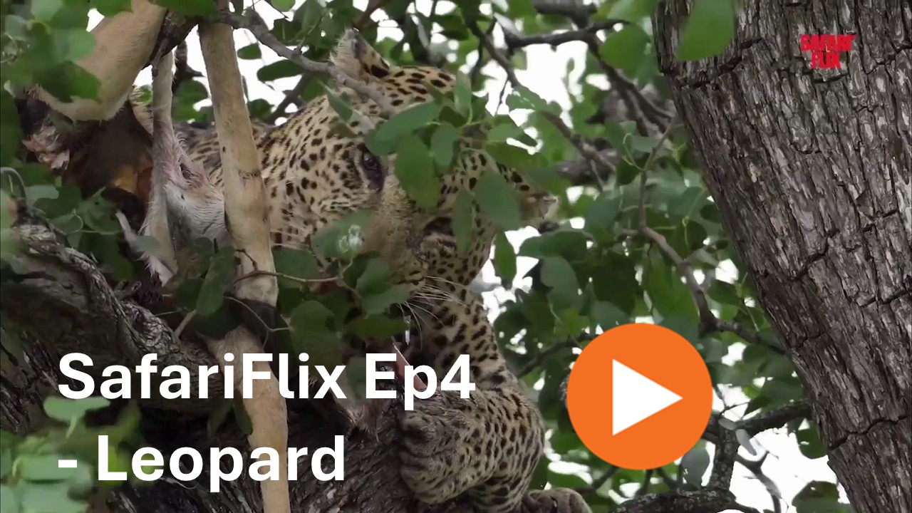 SafariFlix Ep4 - Leopard