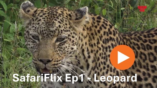 SafariFlix Ep 1 Leopard, Hyena and Af...