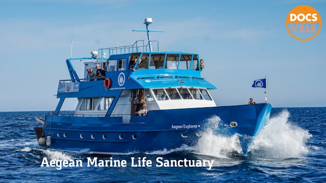 Aegean Marine Life Sanctuary 