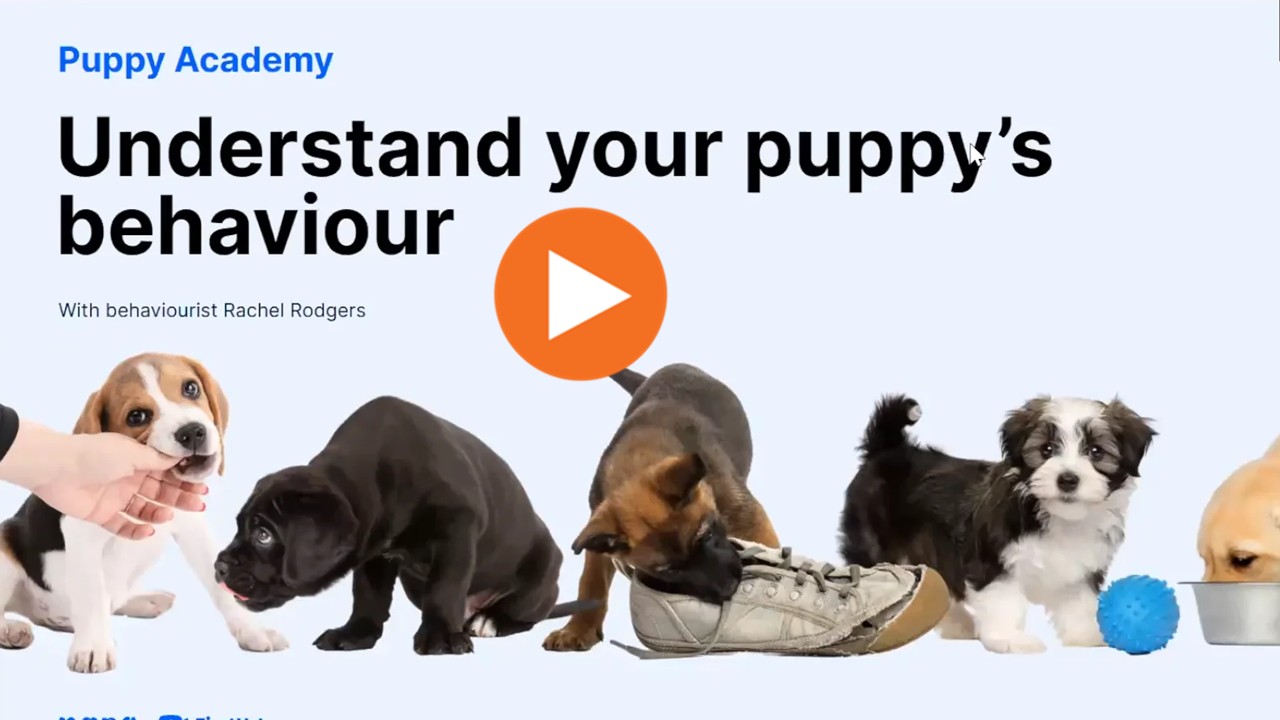 Puppy Academy season 1 - 6