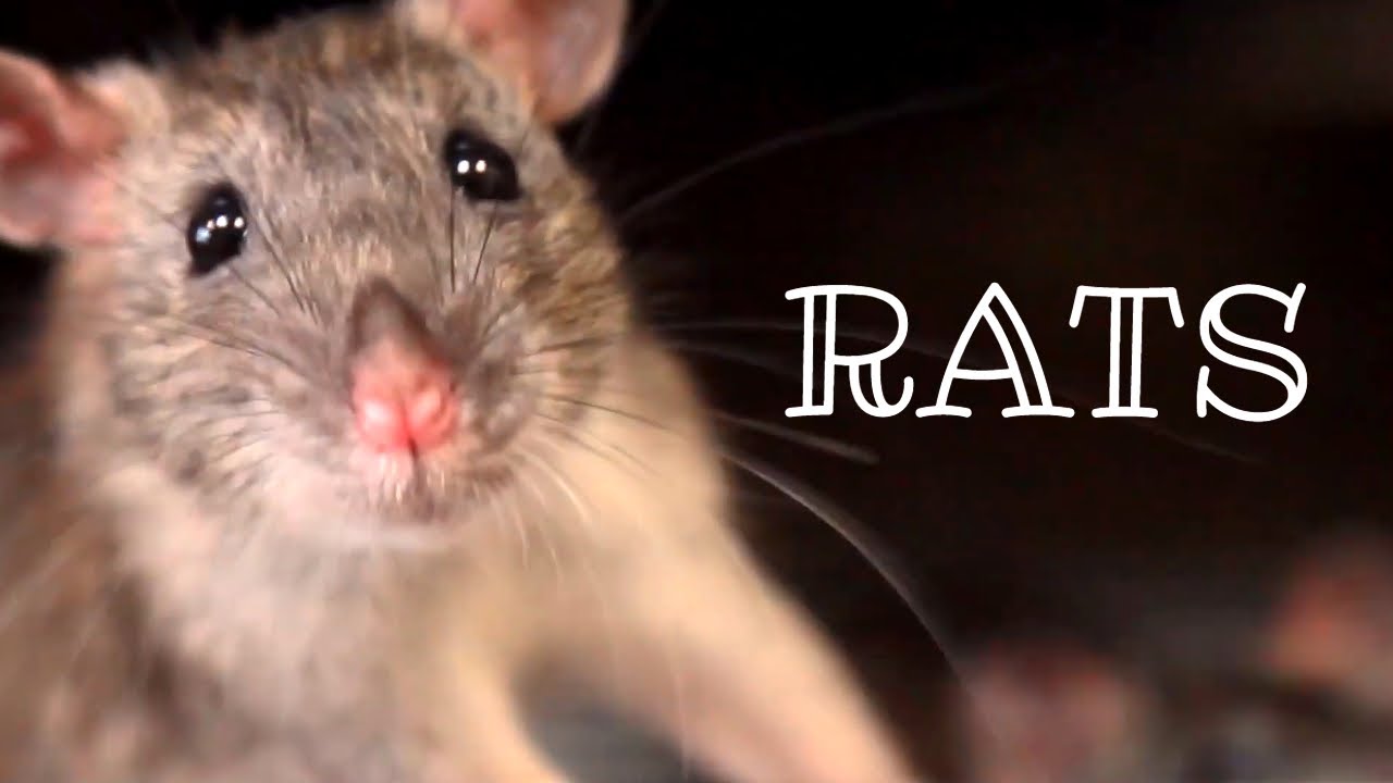 Rat