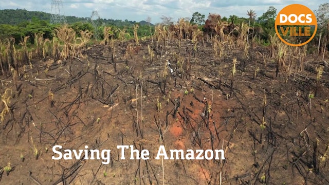 Saving The Amazon