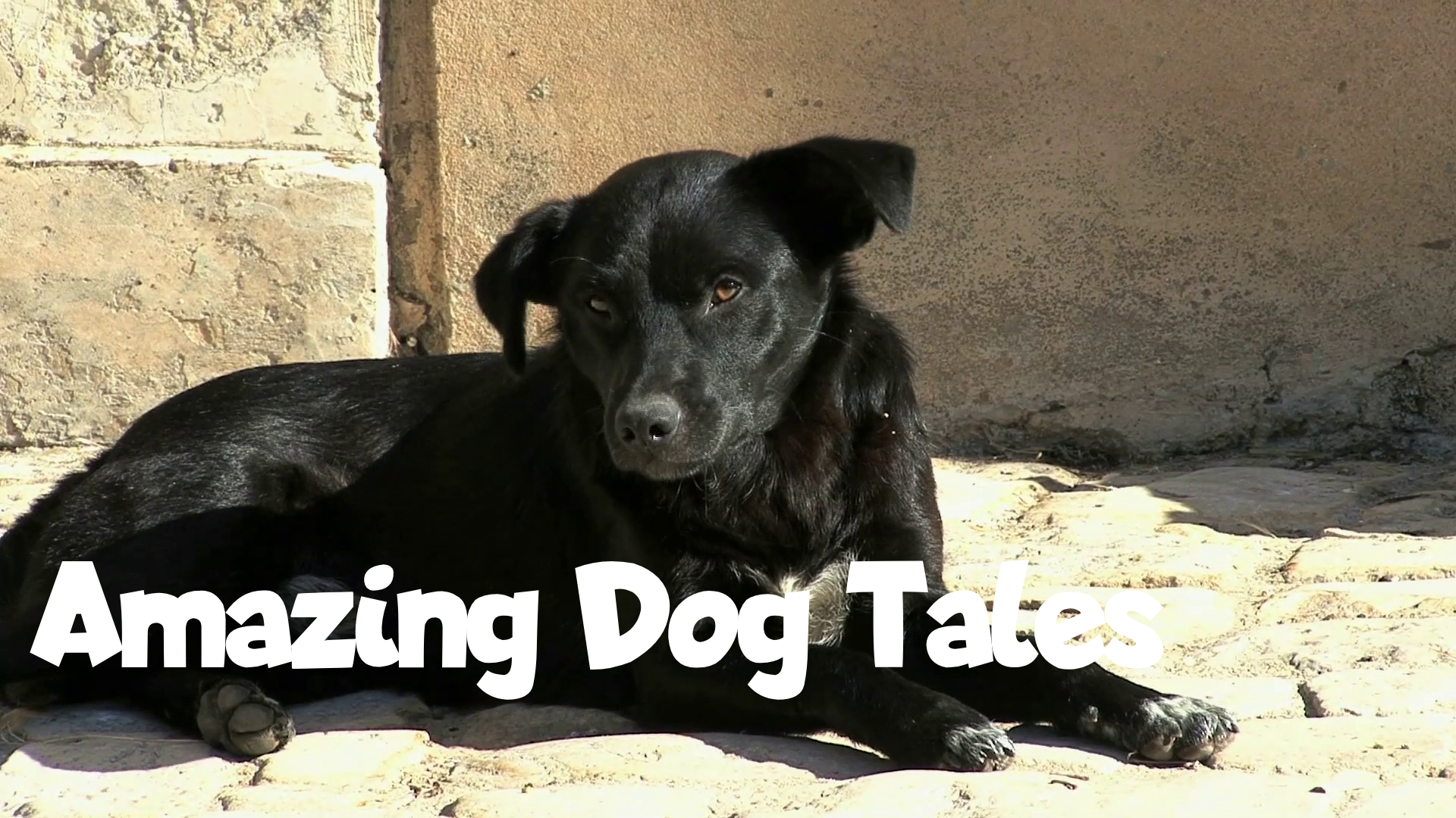 Amazing Dog Tales - A Puppy’s New Home