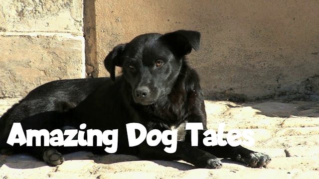 Amazing Dog Tales - A Puppy’s New Home