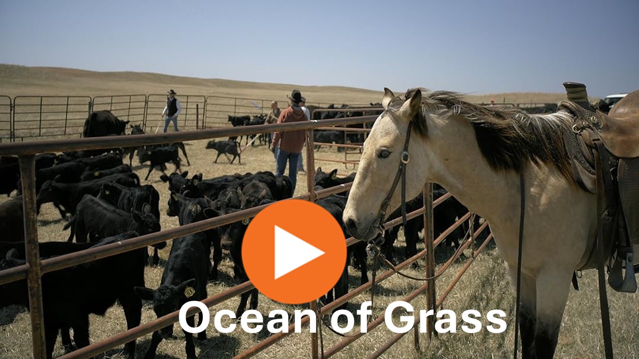 Ocean Of Grass: Life On A Nebraska Sandhills Ranch