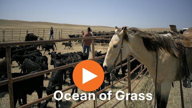 Ocean Of Grass: Life On A Nebraska Sa...