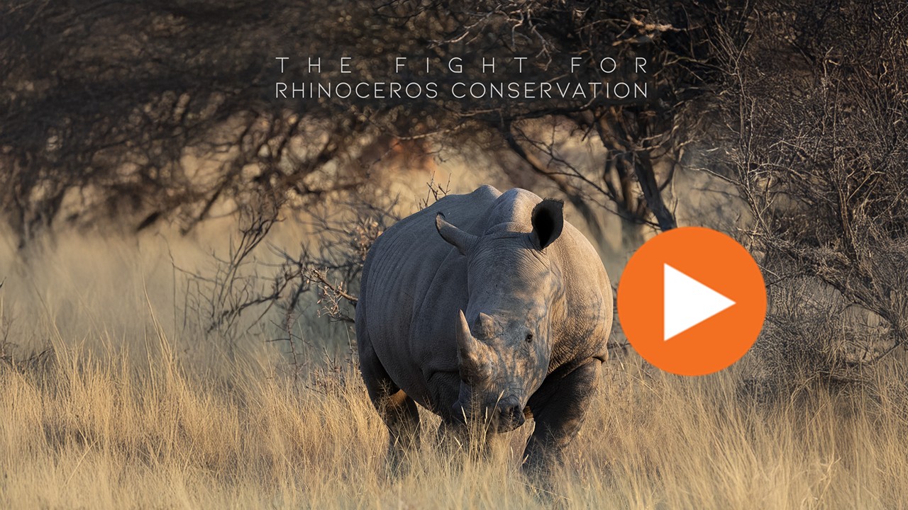 The Fight For Rhinoceros Conservation