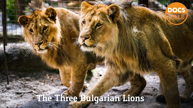 Three Bulgarian Lions 