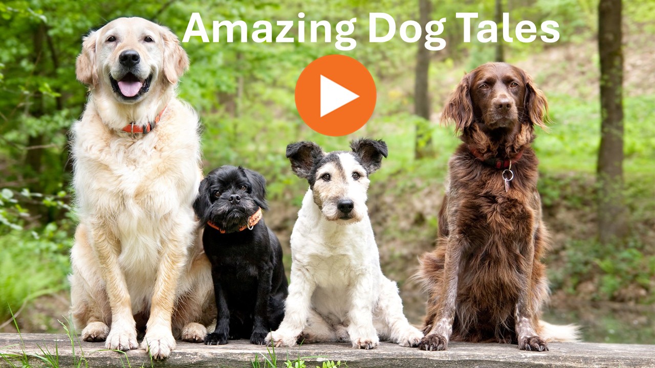 Amazing Dog Tales