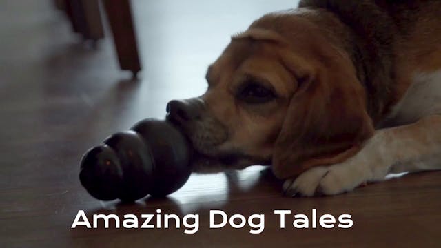 Amazing Dog Tales - Fit Dog, Hungry Dog