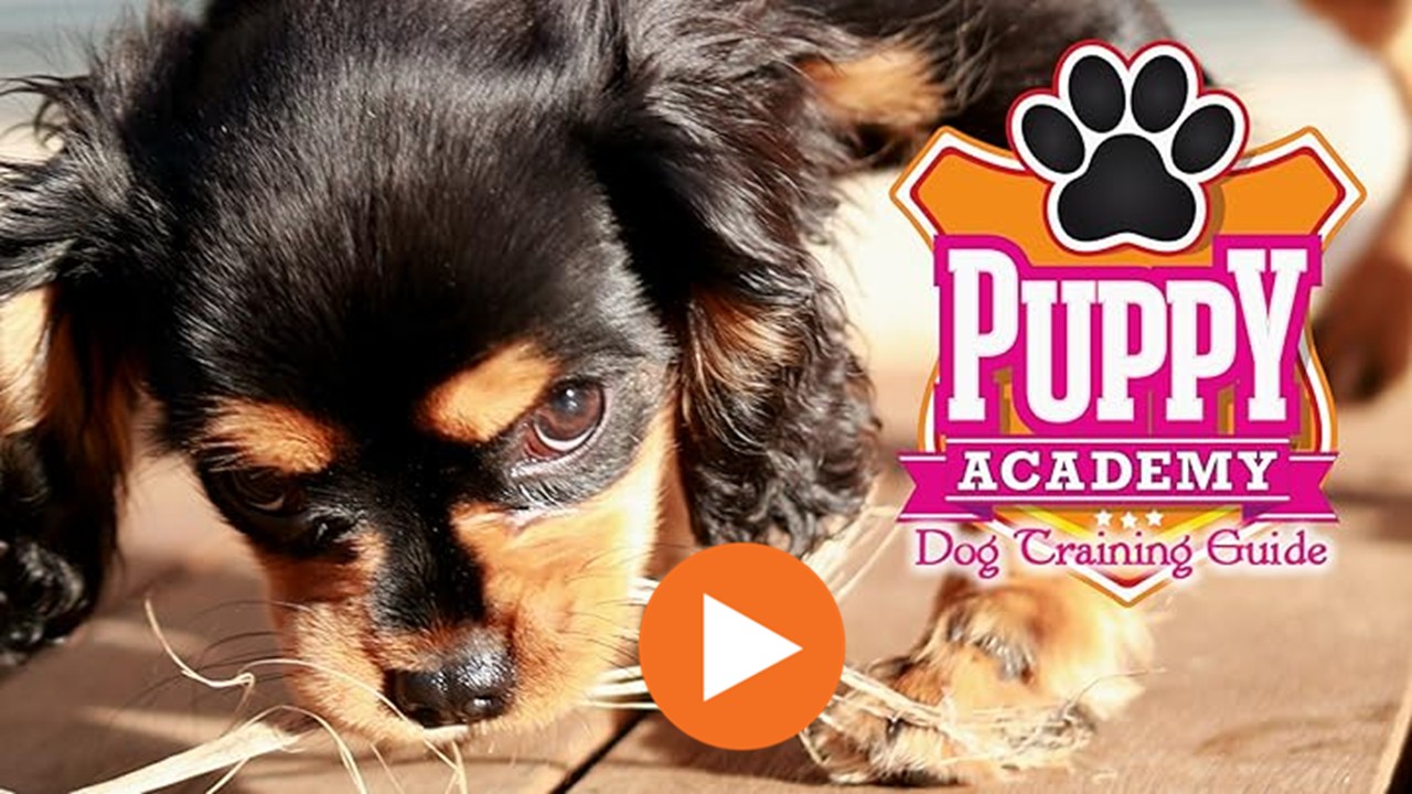 Puppy Academy season 1 - 1