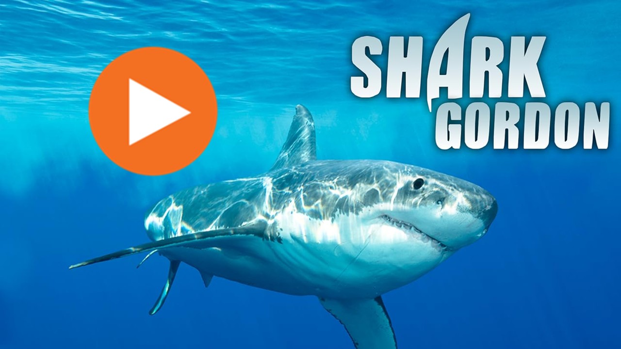 Shark Gordon