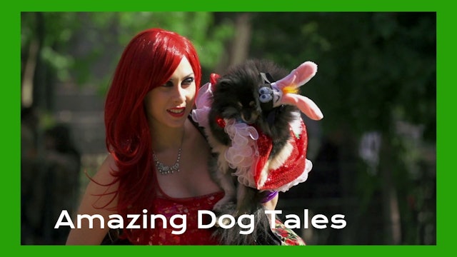 Amazing Dog Tales - Latest Doggie Trends and Fashions
