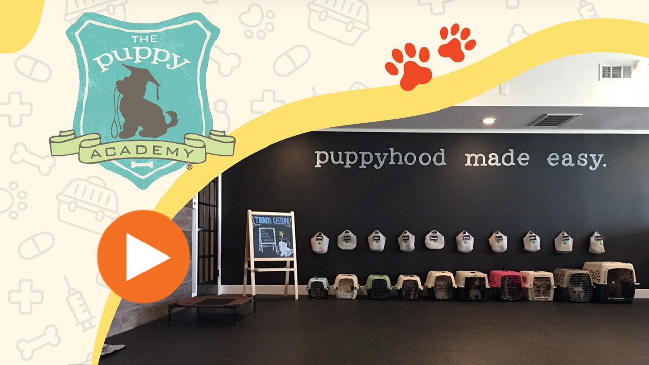 Puppy Academy season 1 - 2