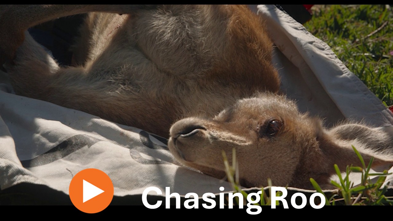 Chasing Roo Trailer