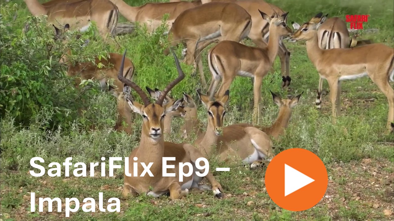 SafariFlix Ep9 - Impalas