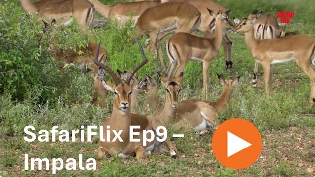 SafariFlix Ep9 - Impalas