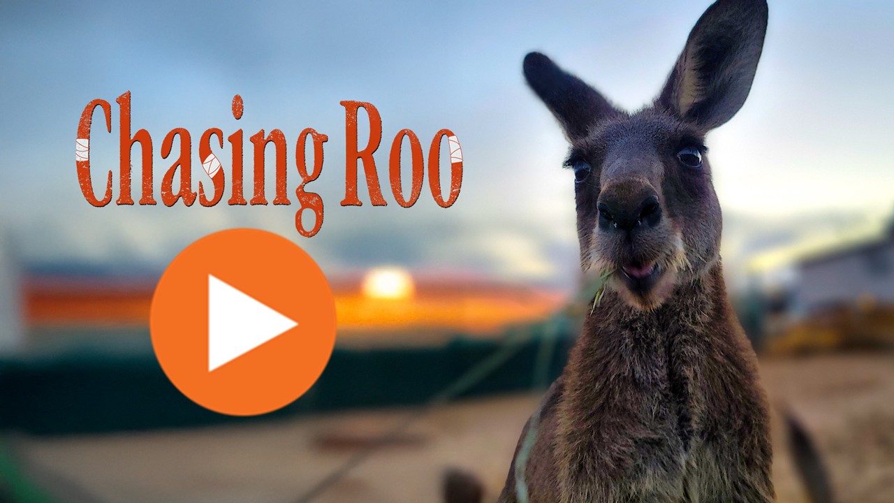 Chasing Roo