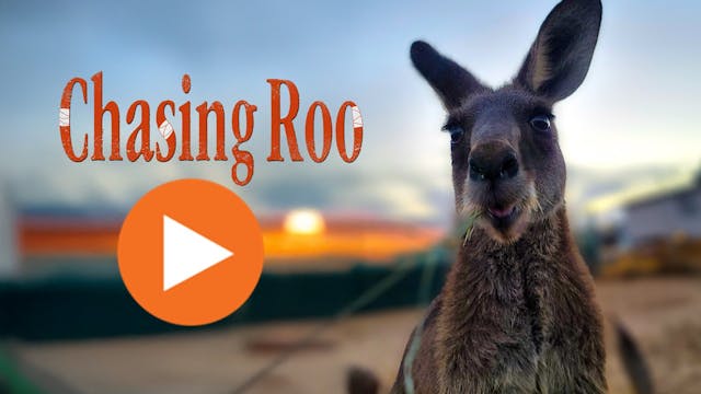 Chasing Roo 