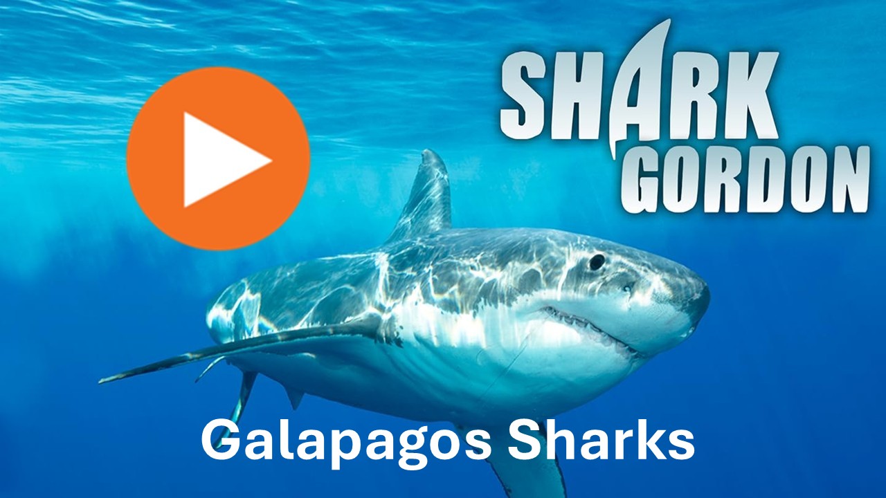 Shark Gordon Galapagos Sharks